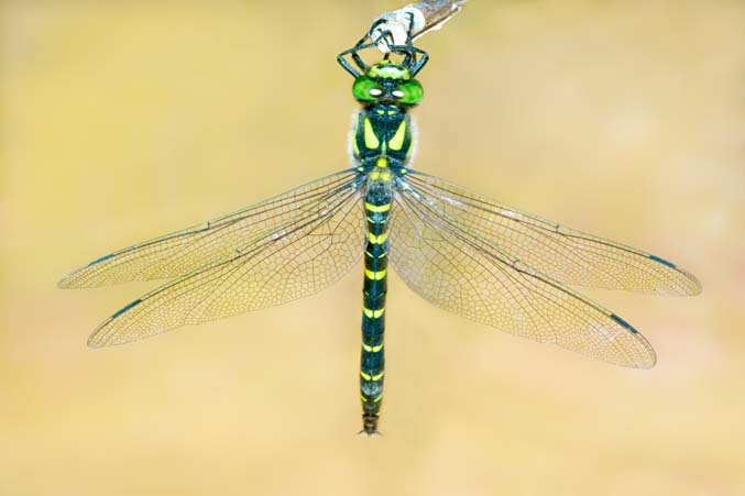 Cordulegaster boltonii... no, bidentata